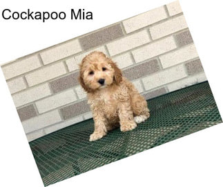 Cockapoo Mia