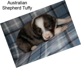 Australian Shepherd Tuffy