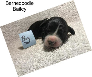 Bernedoodle Bailey