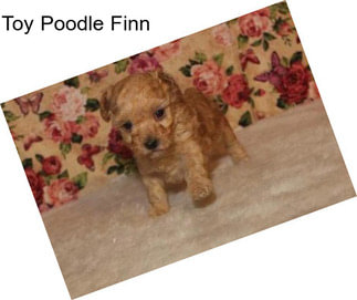 Toy Poodle Finn