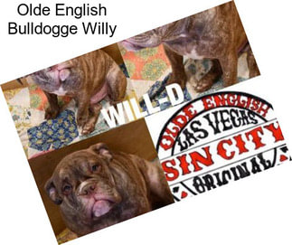 Olde English Bulldogge Willy