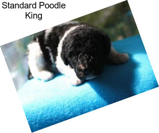 Standard Poodle King