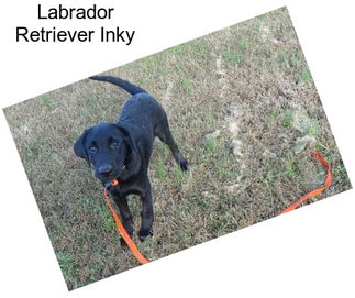 Labrador Retriever Inky