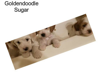 Goldendoodle Sugar