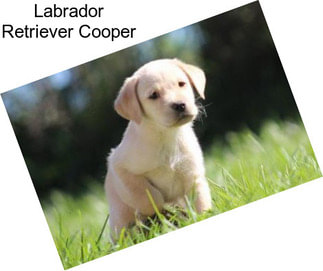 Labrador Retriever Cooper