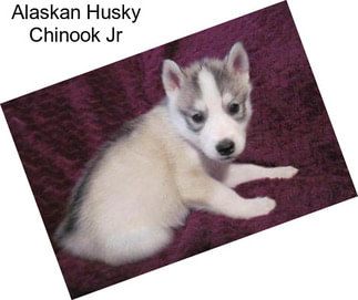 Alaskan Husky Chinook Jr