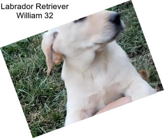 Labrador Retriever William 32