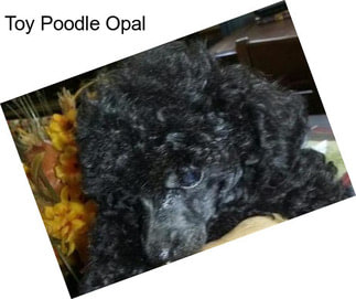 Toy Poodle Opal
