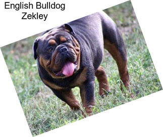English Bulldog Zekley