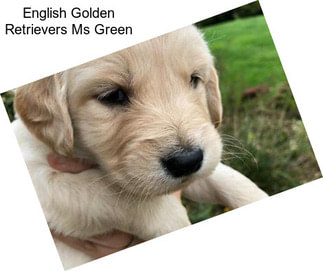 English Golden Retrievers Ms Green