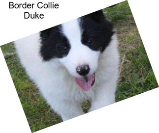 Border Collie Duke