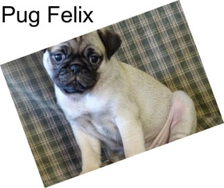 Pug Felix