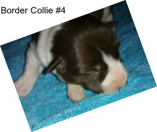 Border Collie #4