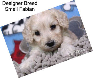 Designer Breed Small Fabian