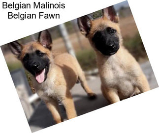 Belgian Malinois Belgian Fawn