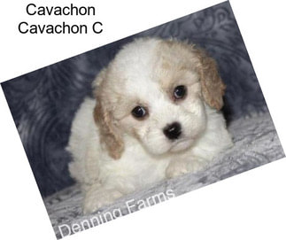 Cavachon Cavachon C