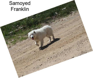 Samoyed Franklin