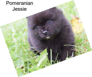 Pomeranian Jessie