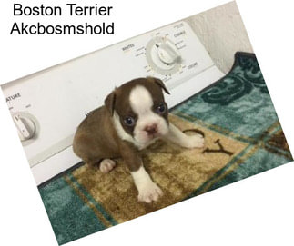 Boston Terrier Akcbosmshold