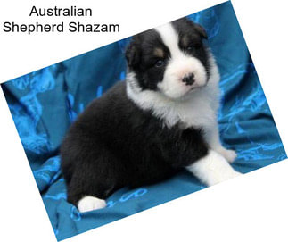 Australian Shepherd Shazam