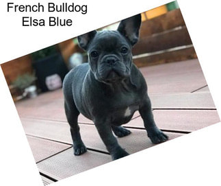 French Bulldog Elsa Blue
