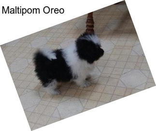 Maltipom Oreo