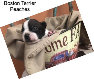 Boston Terrier Peaches