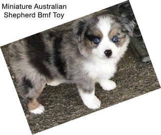 Miniature Australian Shepherd Bmf Toy