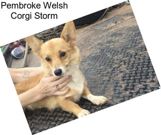 Pembroke Welsh Corgi Storm