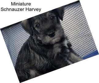 Miniature Schnauzer Harvey