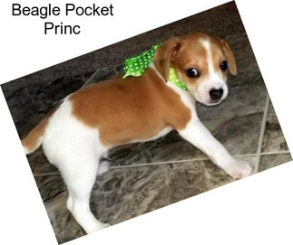 Beagle Pocket Princ