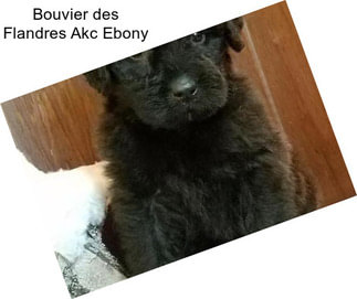 Bouvier des Flandres Akc Ebony