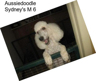 Aussiedoodle Sydney\'s M 6