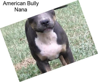 American Bully Nana