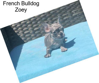 French Bulldog Zoey