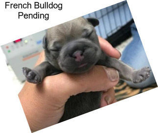 French Bulldog Pending