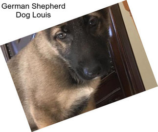 German Shepherd Dog Louis