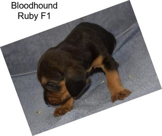 Bloodhound Ruby F1