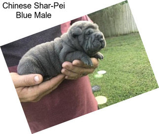 Chinese Shar-Pei Blue Male