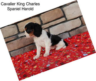 Cavalier King Charles Spaniel Harold