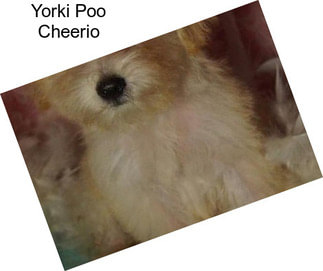 Yorki Poo Cheerio