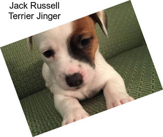 Jack Russell Terrier Jinger