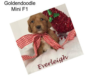 Goldendoodle Mini F1