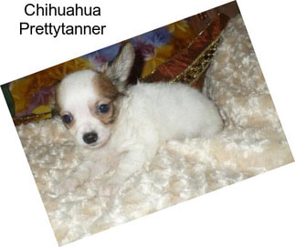 Chihuahua Prettytanner