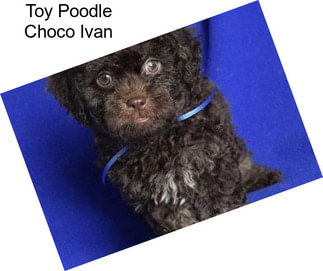 Toy Poodle Choco Ivan