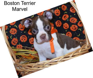 Boston Terrier Marvel