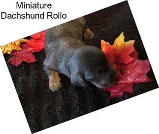 Miniature Dachshund Rollo