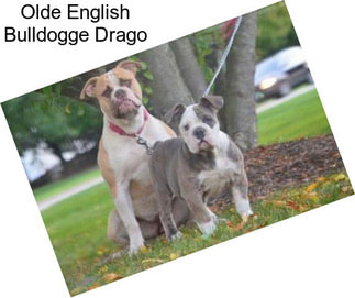 Olde English Bulldogge Drago