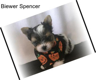 Biewer Spencer