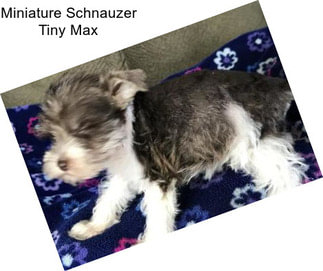 Miniature Schnauzer Tiny Max